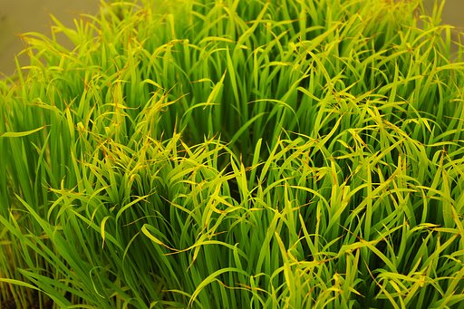 【生活の色】田植え