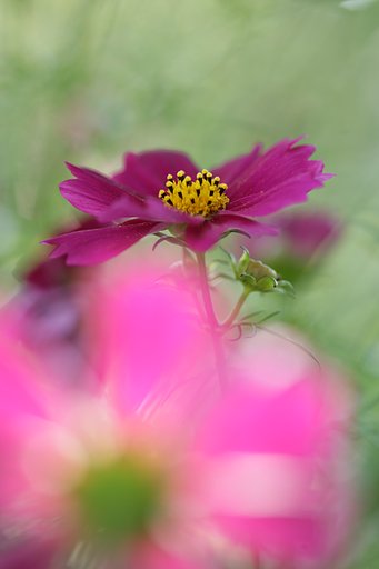 秋のPINK