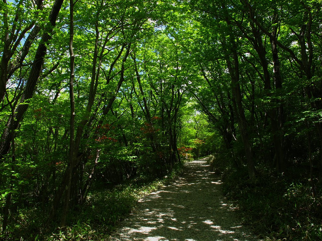 新緑の散歩道