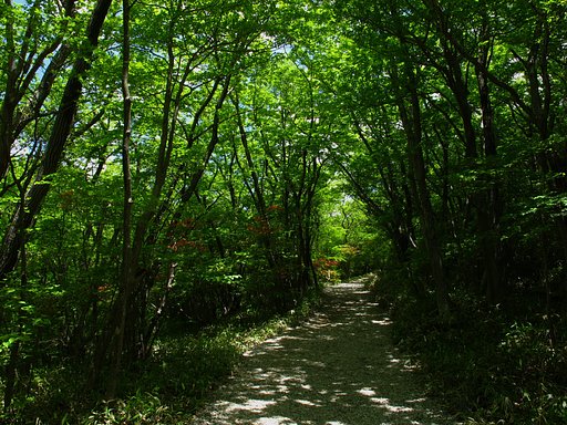 新緑の散歩道