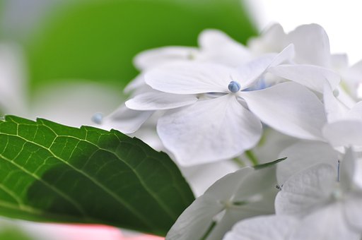 ジャガの紫陽花