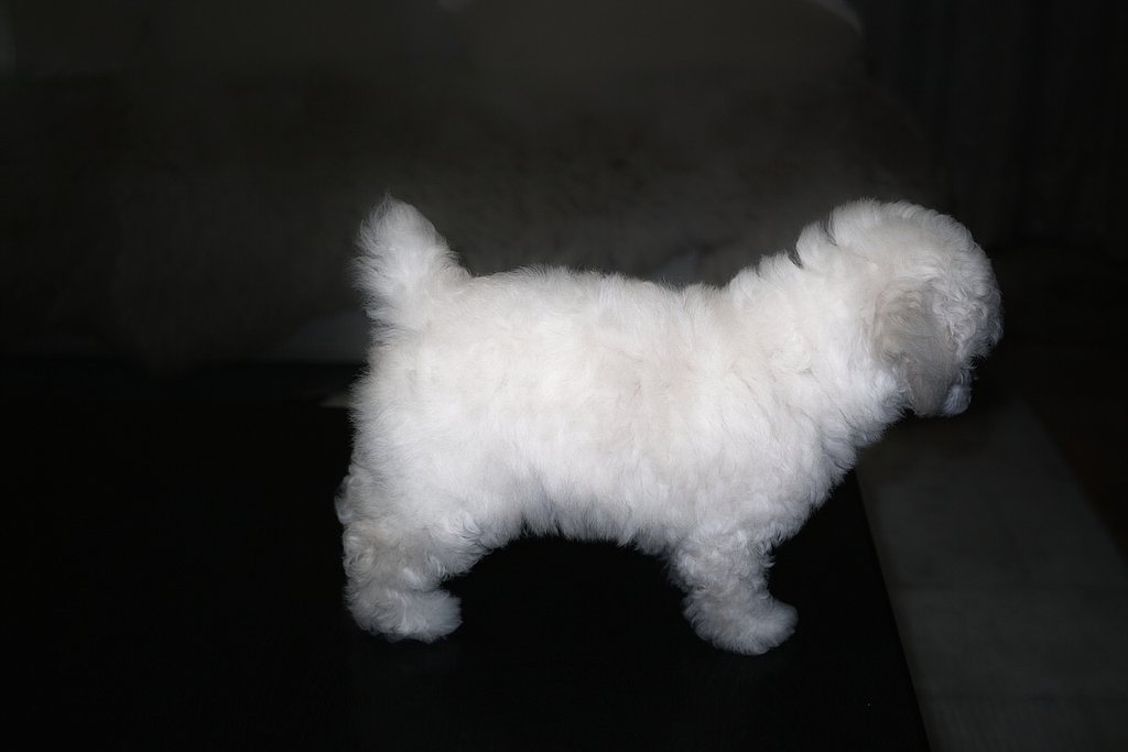 のこのこと歩きます
