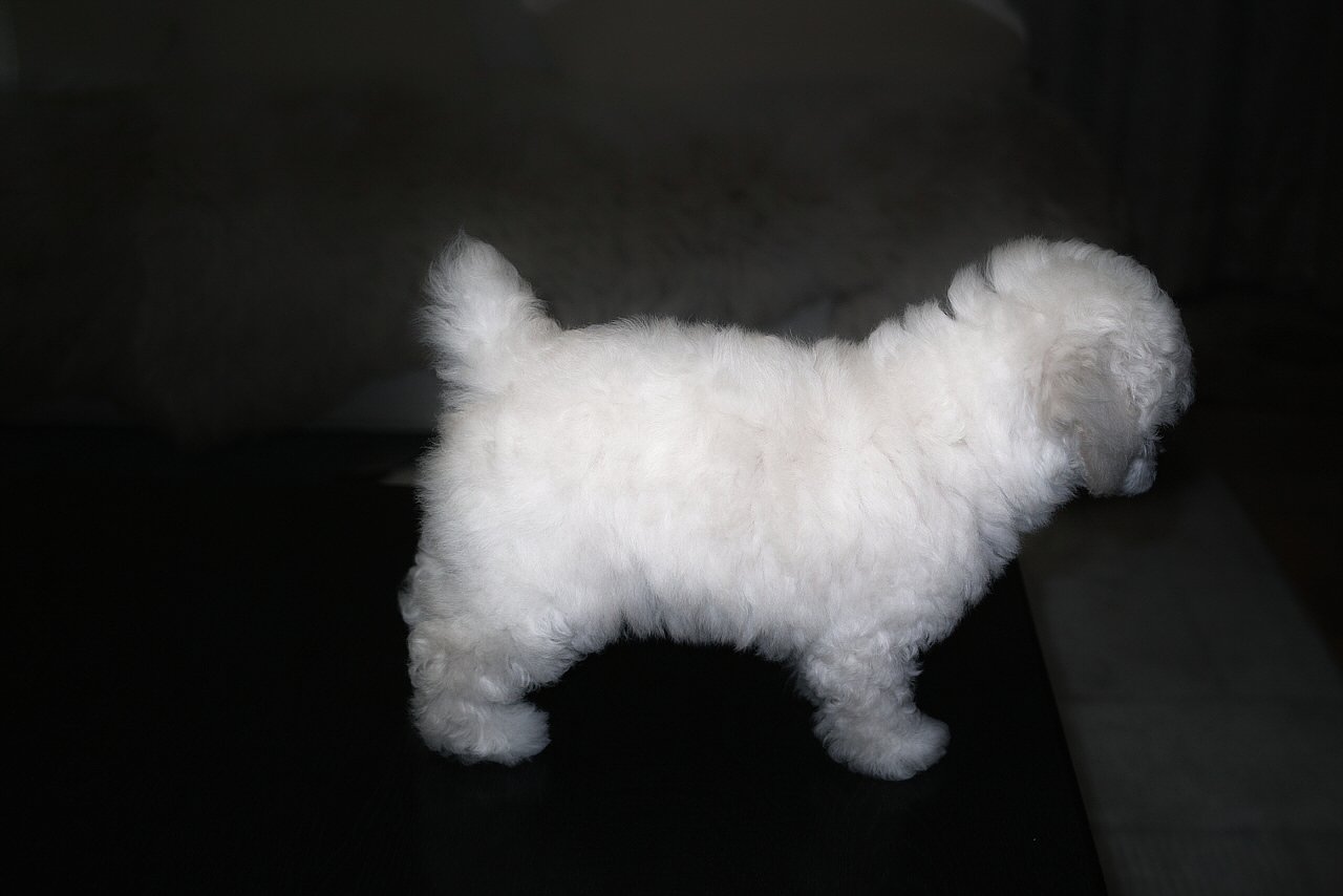 のこのこと歩きます