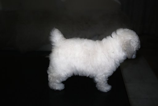 のこのこと歩きます