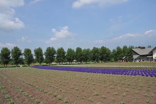 ラベンダー畑