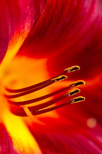 紅のしべ
