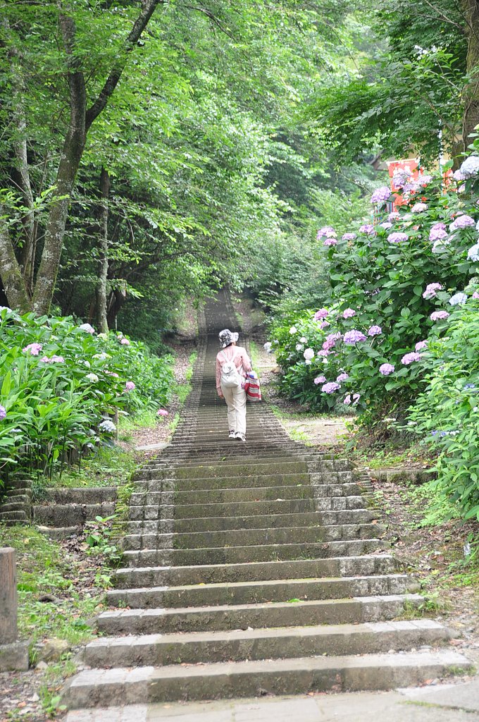 大平山紫陽花（栃木）