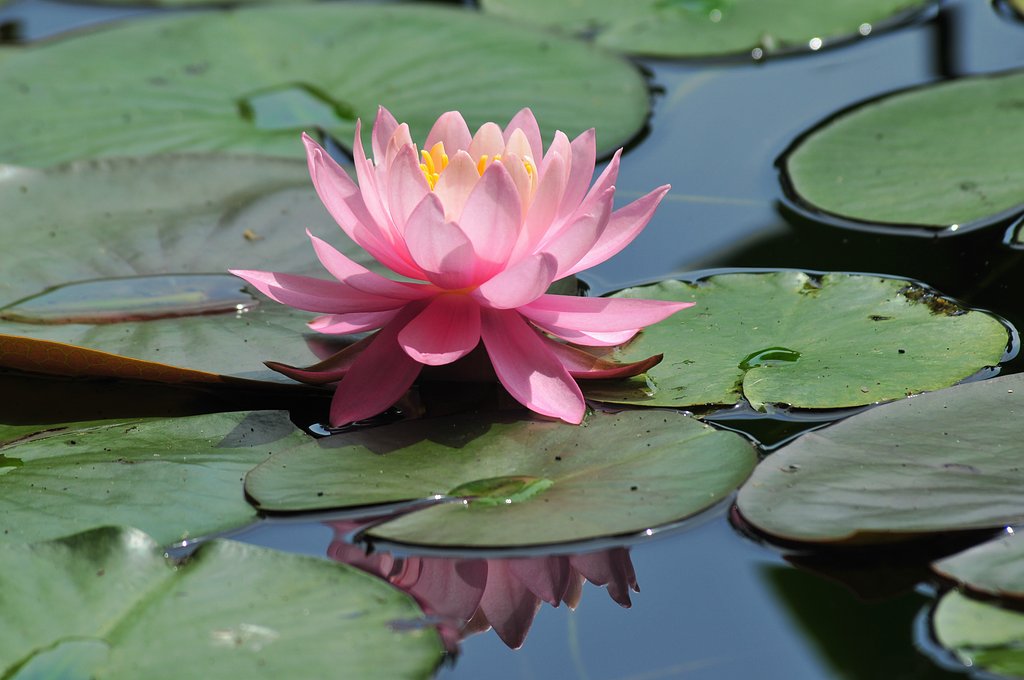 大沼公園の蓮の花