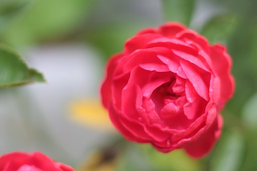 赤い薔薇
