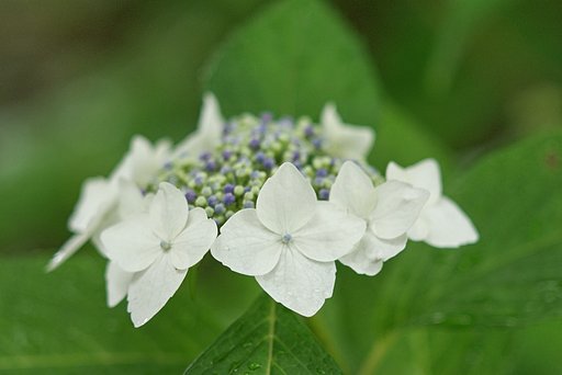 額紫陽花