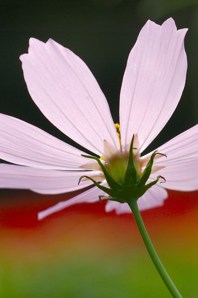 秋桜