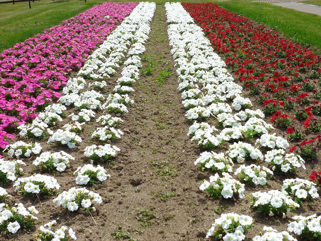 花道