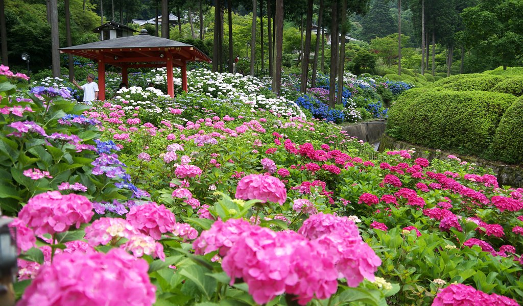 宇治　三室戸寺の紫陽花