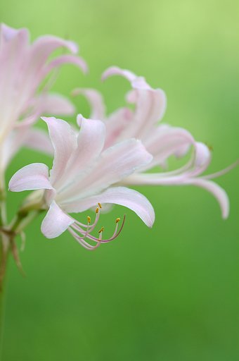 ナツズイセン