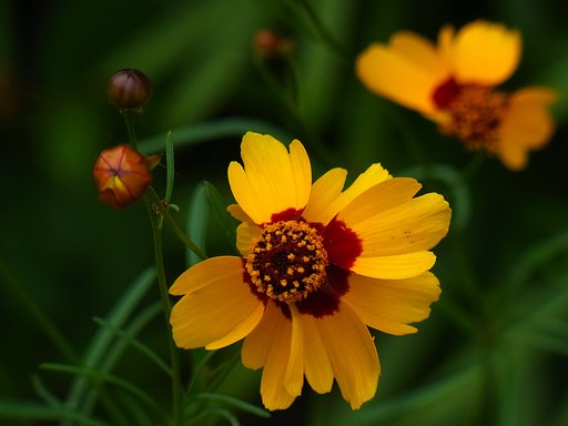 キンケイギク（金鶏菊）