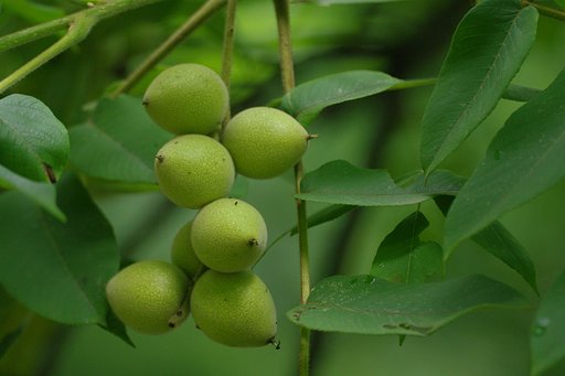 オニグルミ、こんなに太りました