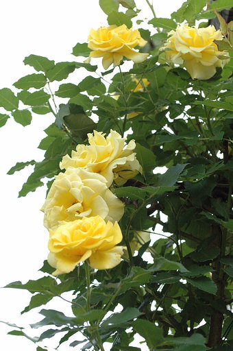 薔薇15