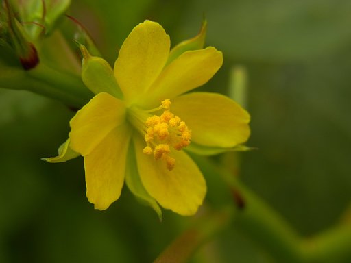 モロヘイヤの花
