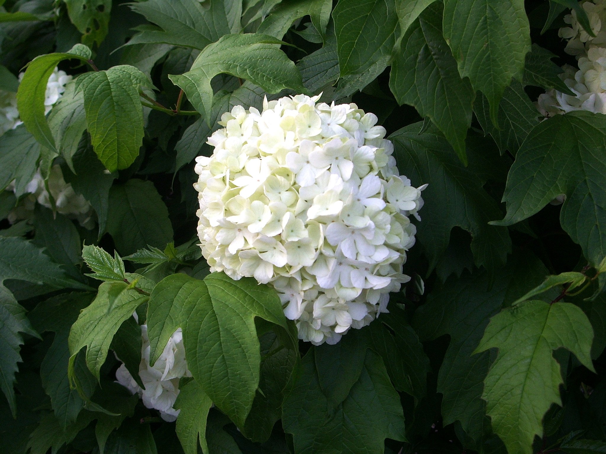 紫陽花