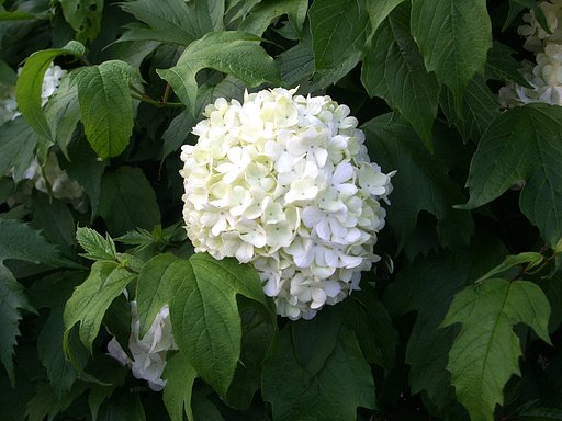 紫陽花