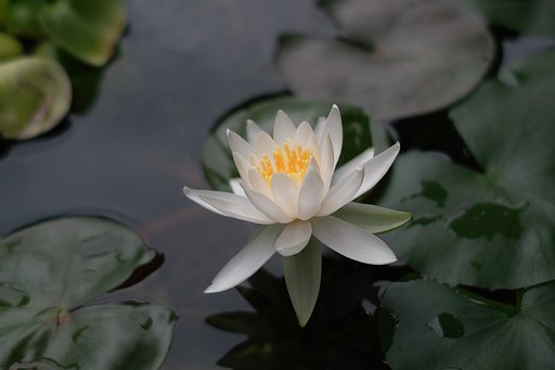 【夏の涼】我が家のスイレンの花