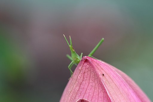 ハスにバッタ
