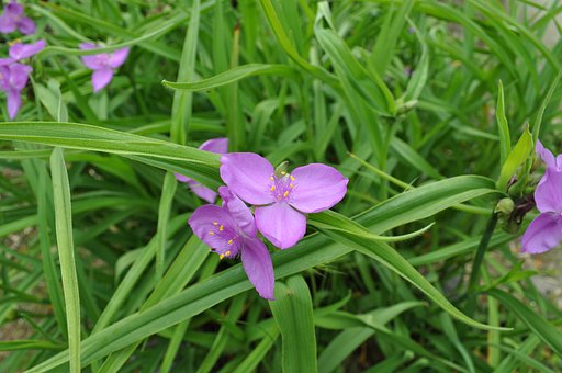 花の名前