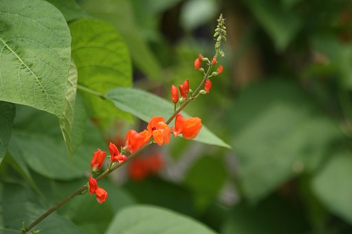 美しい豆