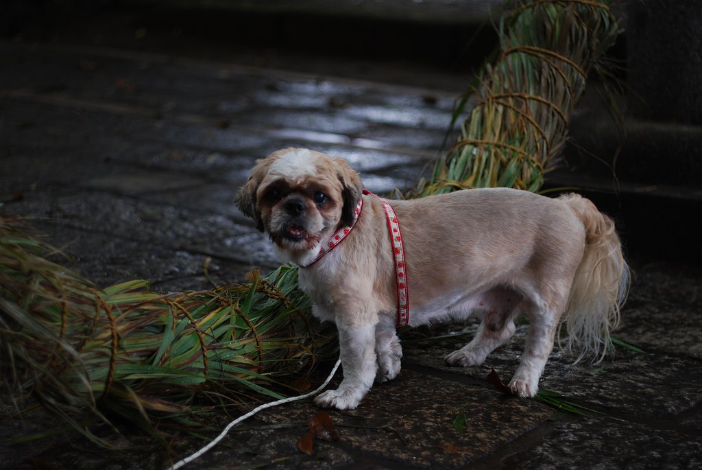 Summicron-R 50mmF2