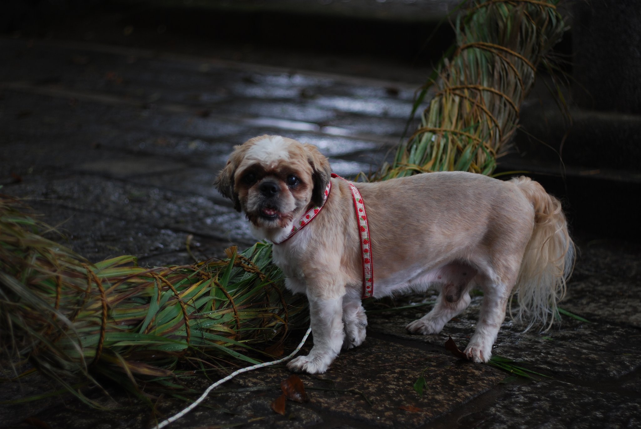 Summicron-R 50mmF2