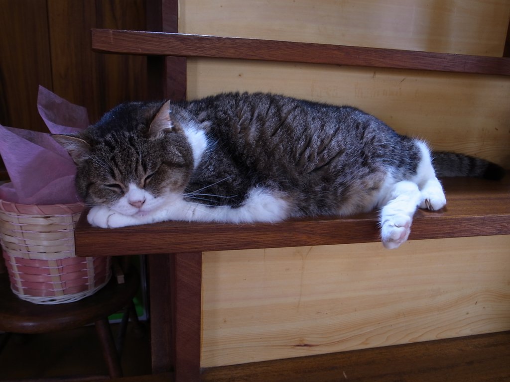 階段で居眠り