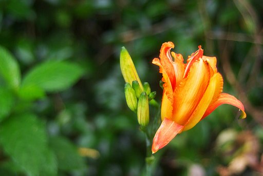 山裾で薮萓草が