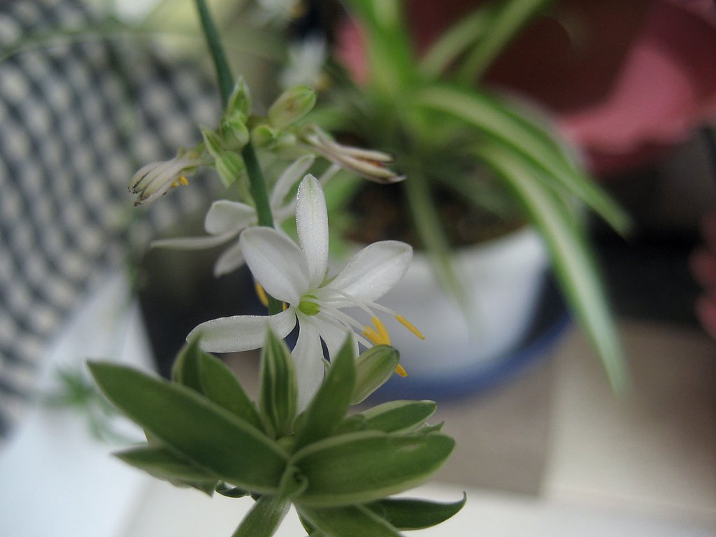 すぐ見逃すオリヅルランの花