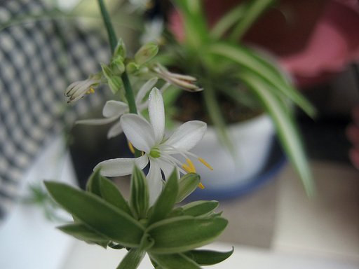 すぐ見逃すオリヅルランの花