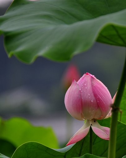 雨傘さして・・・・