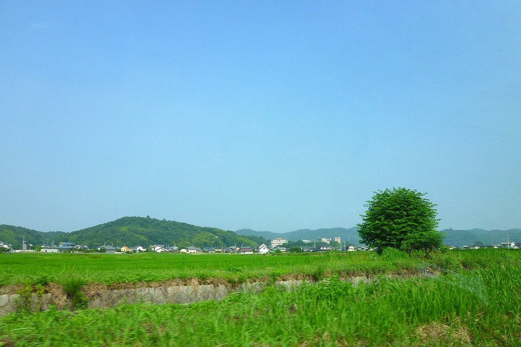 一本の木
