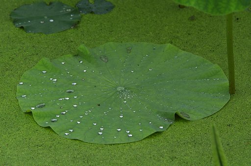 【夏の涼】朝露を貯めて