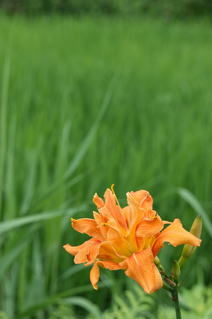 山ユリ