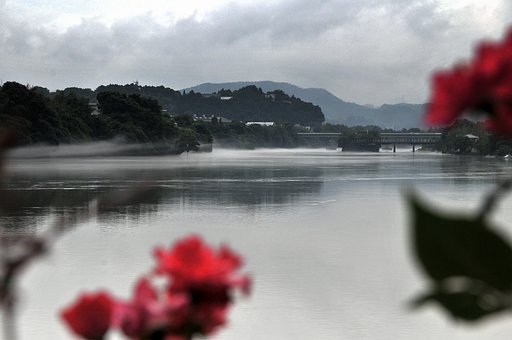 川霧とバラ〈前ボケ）