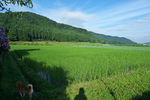 コシヒカリ水田 : 久しぶりの晴れ間