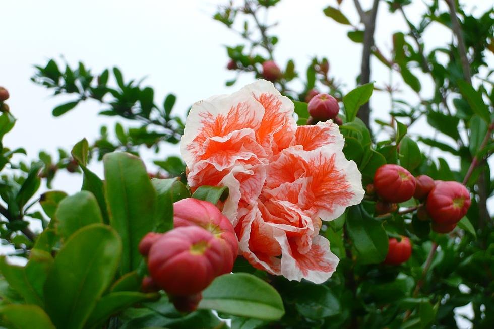 花ざくろ。