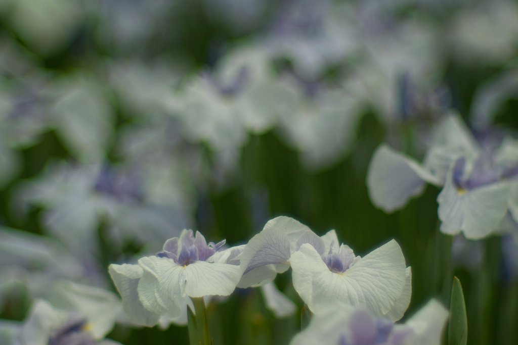 フォビオンで花菖蒲