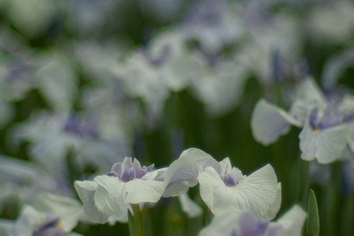 フォビオンで花菖蒲