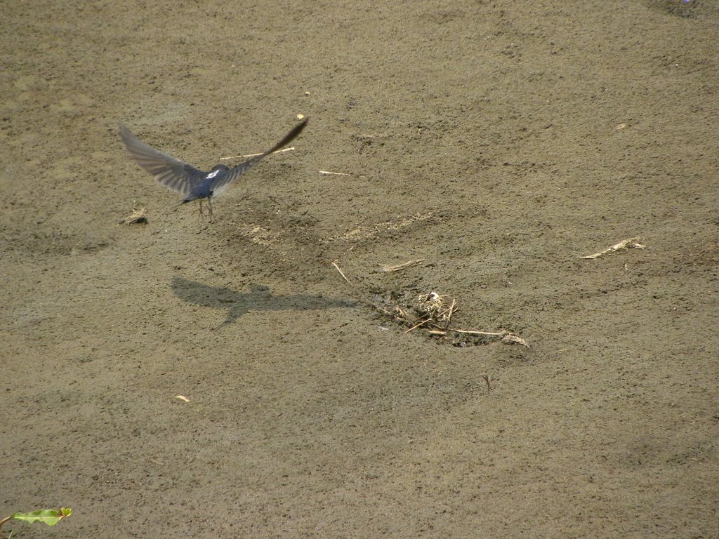 ツバメ