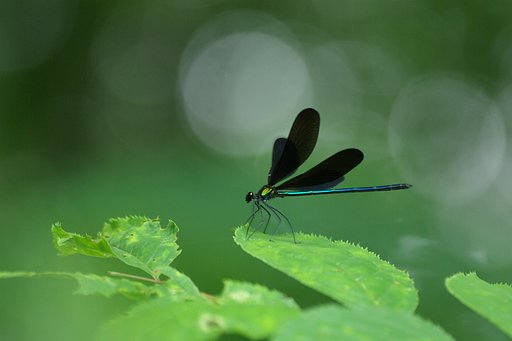 森のブラックハンター