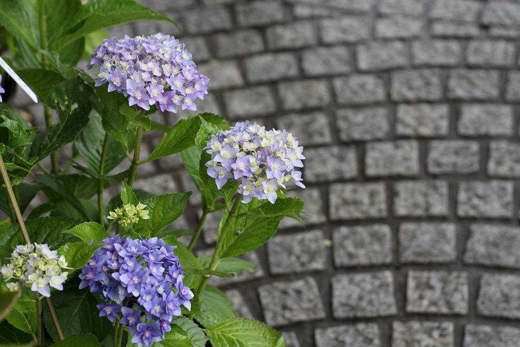 紫陽花