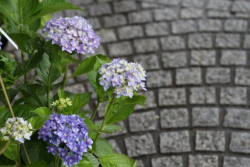 紫陽花