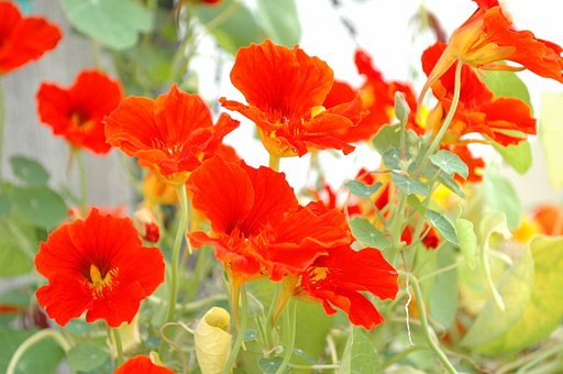 涼しいレッド花