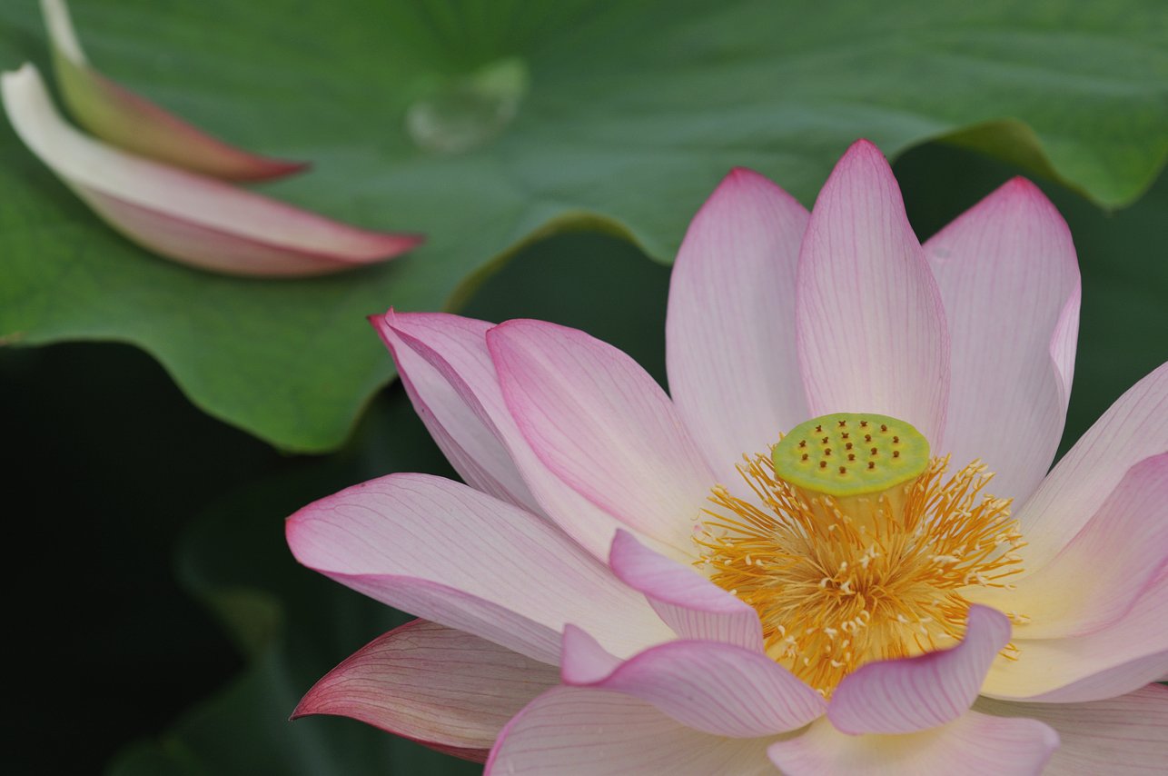 古代の華