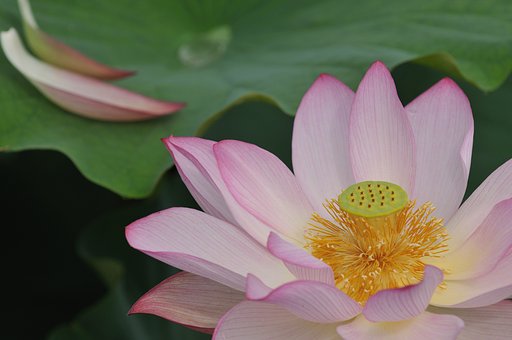 古代の華